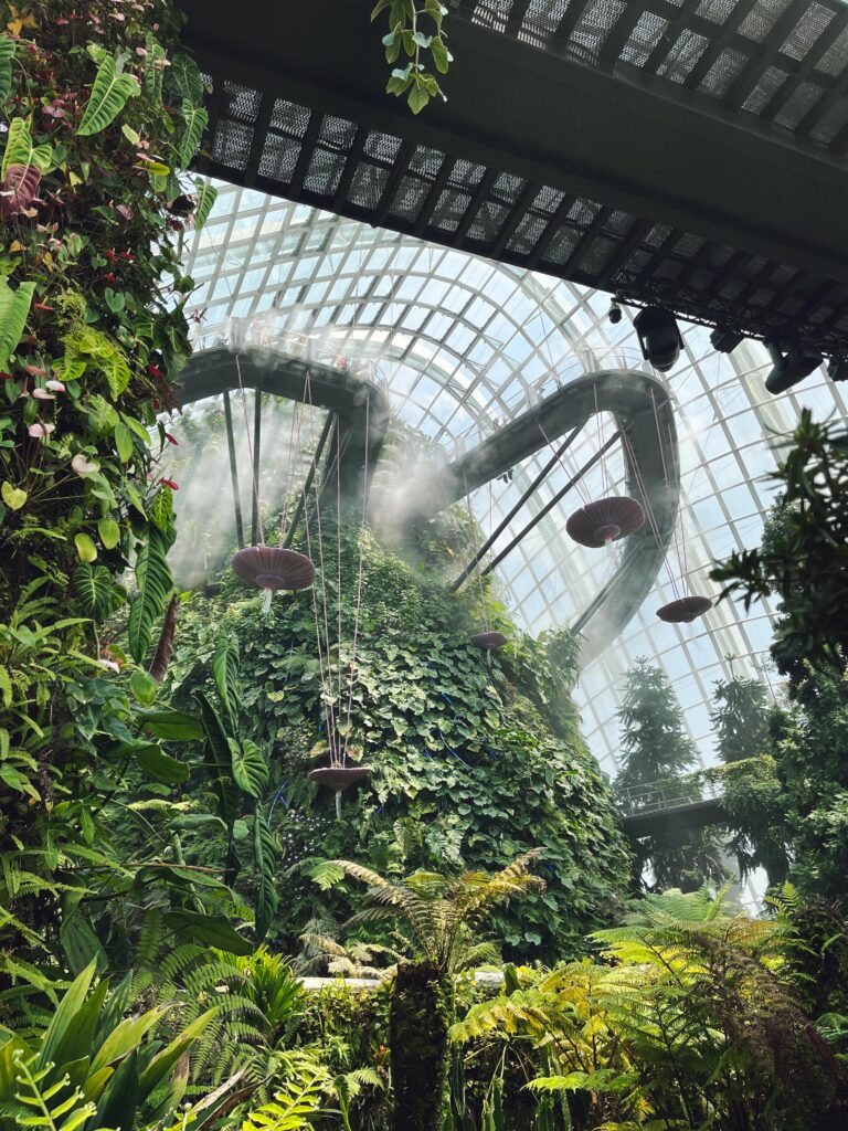 Тропический лес в Cloud Forest